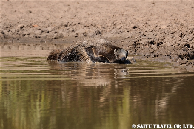 オオアリクイ Giant Anteater (6)