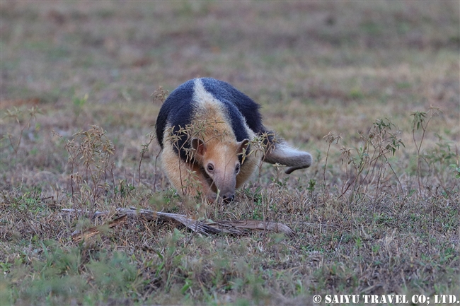 コアリクイ Southern Tamadua パンタナール (6)