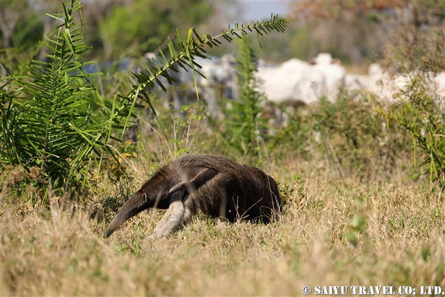 Giant Anteater オオアリクイ (5)