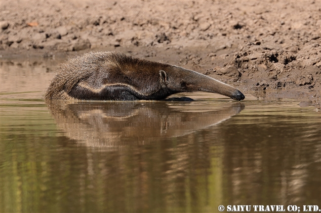 オオアリクイ Giant Anteater (5)