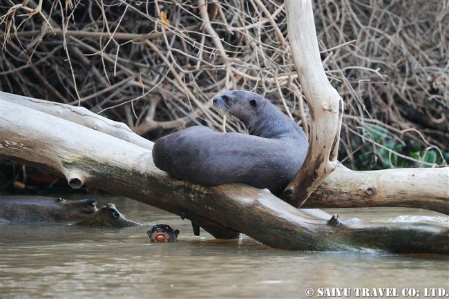 オオカワウソ　River otter パンタナール (2)