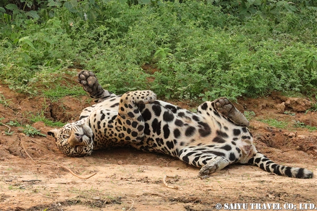 パンタナール　ジャガー メイティング・ジャガー (5)