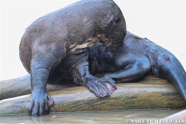 オオカワウソ　River otter パンタナール (4)