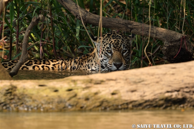 パンタナールのジャガー　Juguar Pantanal -Barazil (4)