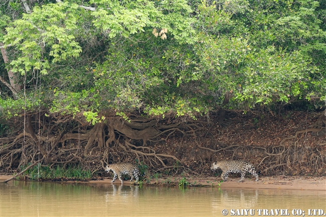 パンタナールのジャガー　Juguar Pantanal -Barazil (9)