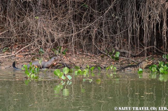 オオカワウソ　River otter パンタナール (6)