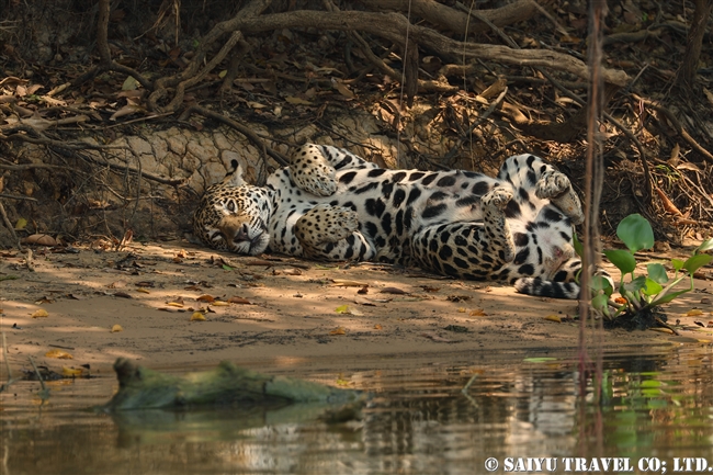 パンタナールのジャガー　Juguar Pantanal -Barazil (8)