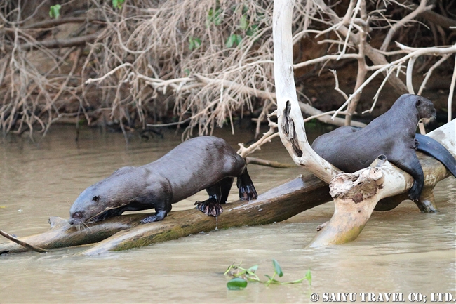 オオカワウソ　River otter パンタナール (3)
