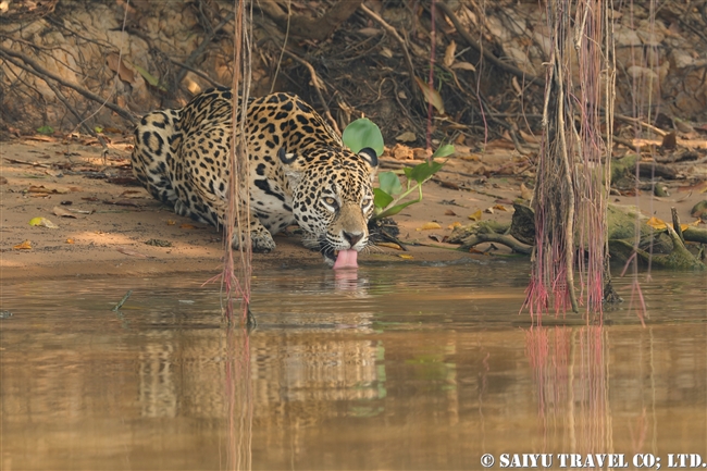 パンタナールのジャガー　Juguar Pantanal -Barazil (7)