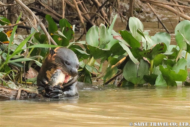 オオカワウソ　River otter パンタナール (1)