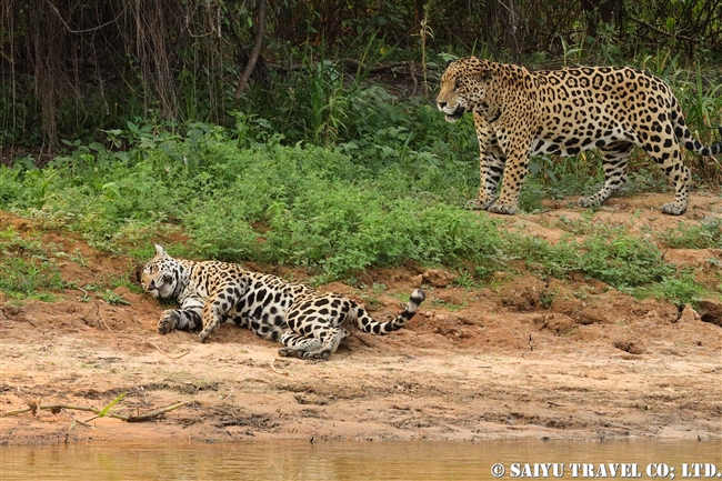 ジャガー Jaguar ワイルドライフ Wildlife 世界の野生動物観察日記