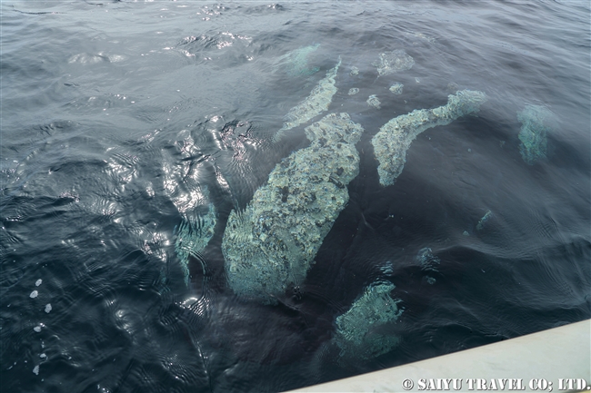 ミナミセミクジラsouthern right whale (3)