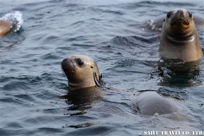 ミナミセミクジラとオタリア　southern right whale & South America sea lion (1)