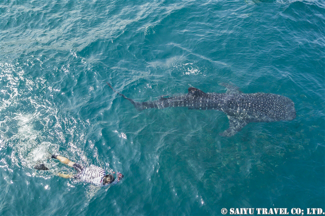 ジブチ　ジンベエザメ Djibouti Whale Shark Swim (101)