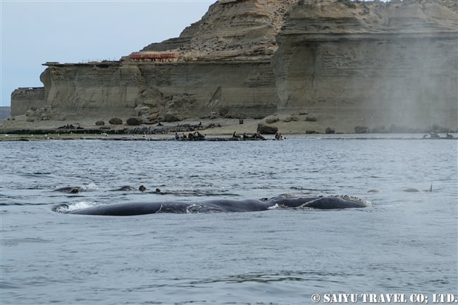 ミナミセミクジラとオタリア　southern right whale & South America sea lion (7)