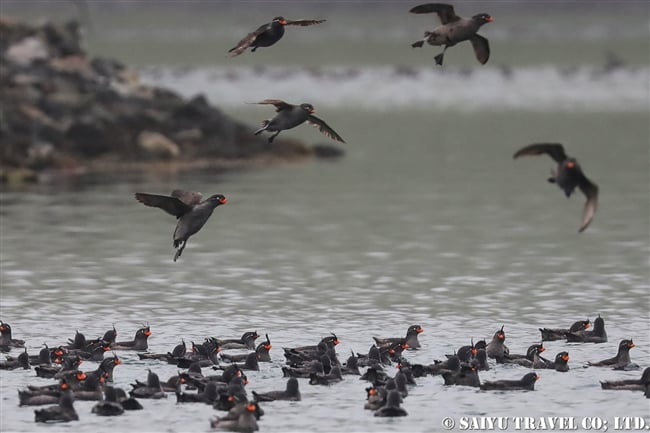 エトロフウミスズメ Crested Auklet 千島列島　Kuril Islands (2)