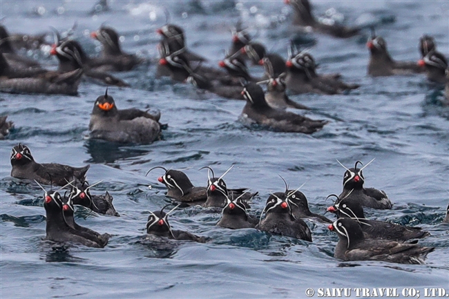 シラヒゲウミスズメ Whiskered Auklet (4)