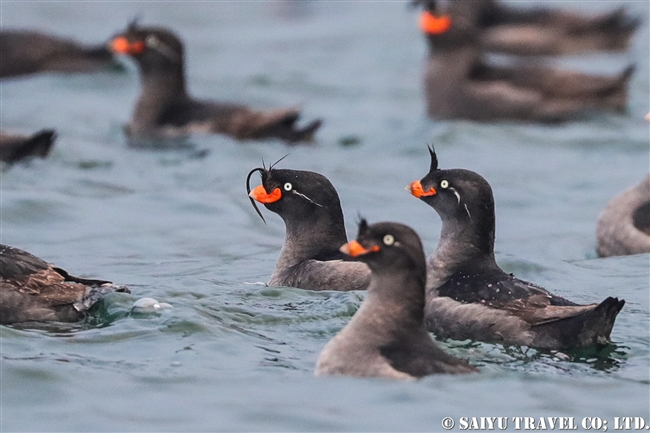 エトロフウミスズメ Crested Auklet 千島列島　Kuril Islands (9)