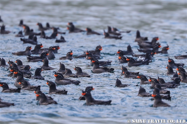 エトロフウミスズメ Crested Auklet 千島列島　Kuril Islands (8)