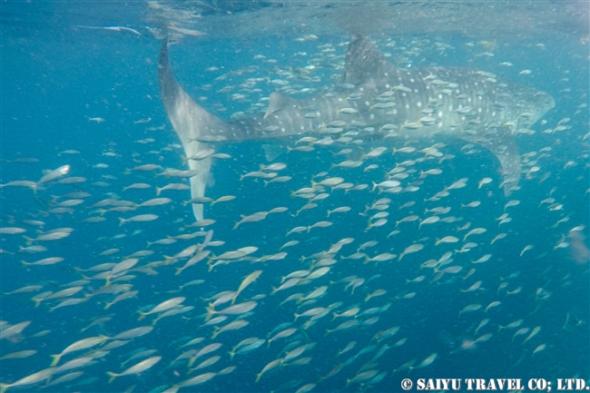 ジブチ　ジンベエザメ Djibouti Whale Shark Swim (14)