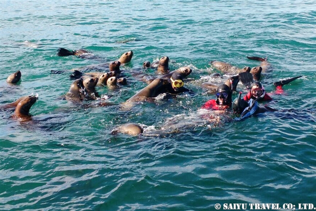 オタリアと泳ぐ　バルデス半島　Swim with Otaria (7)