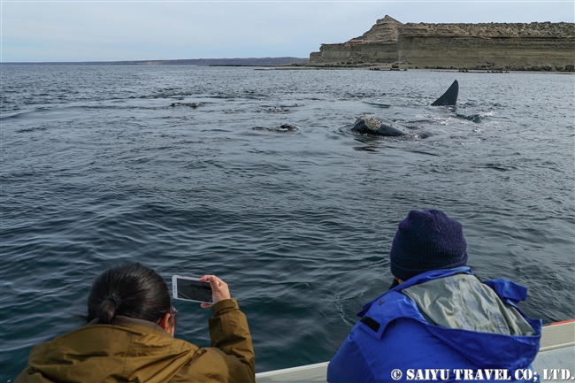 ミナミセミクジラとオタリア　southern right whale & South America sea lion (5)