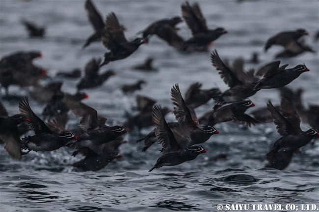 シラヒゲウミスズメ Whiskered Auklet (2)