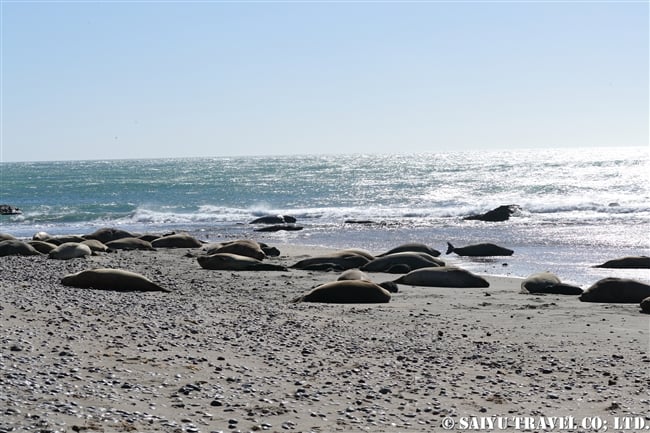 ミナミゾウアザラシ　プンタデルガダ　バルデス半島 Southern Elephant Seal (6)