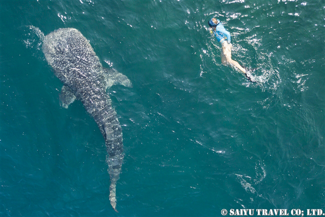 ジブチ　ジンベエザメ Djibouti Whale Shark Swim (102)