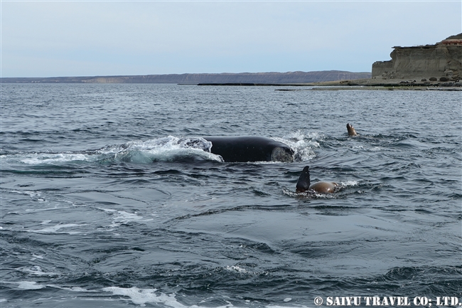 ミナミセミクジラとオタリア　southern right whale & South America sea lion (4)