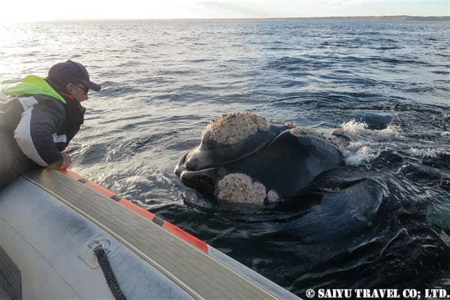 ミナミセミクジラ　夕方のバルデス半島　Southern right whale in sunset (4)