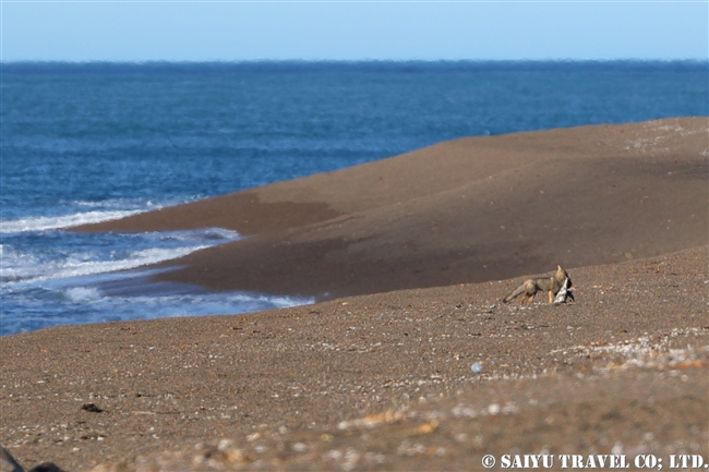 マゼランペンギン Magellanic Penguin バルデス半島上陸 (5)