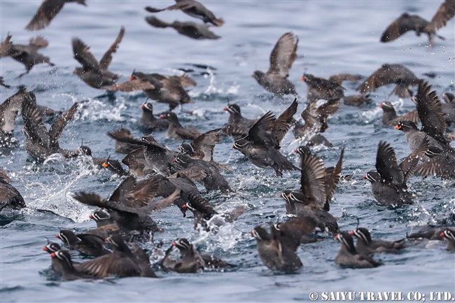 シラヒゲウミスズメ Whiskered Auklet (5)