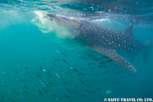 ジブチ　ジンベエザメ Djibouti Whale Shark Swim (4)