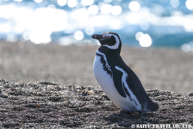 マゼランペンギン Magellanic Penguin バルデス半島上陸 (3)