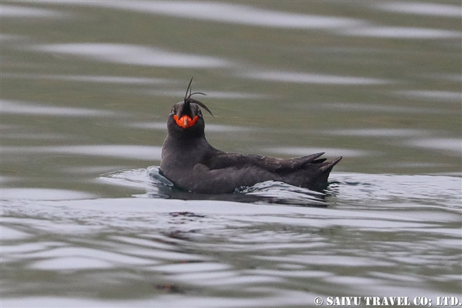 エトロフウミスズメ Crested Auklet 千島列島　Kuril Islands (4)