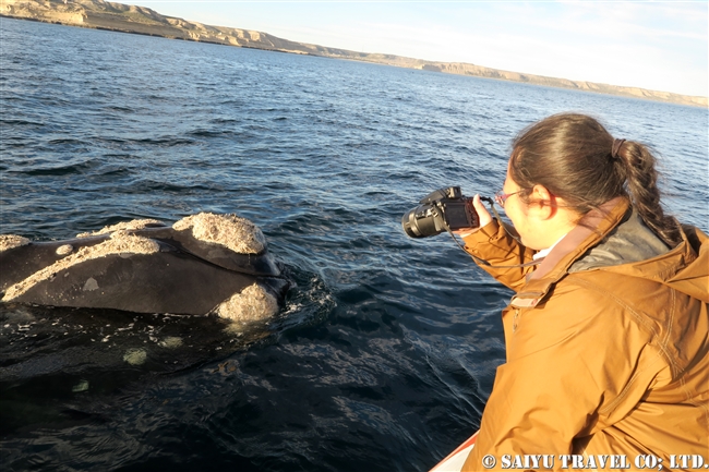 ミナミセミクジラ　夕方のバルデス半島　Southern right whale in sunset (2)