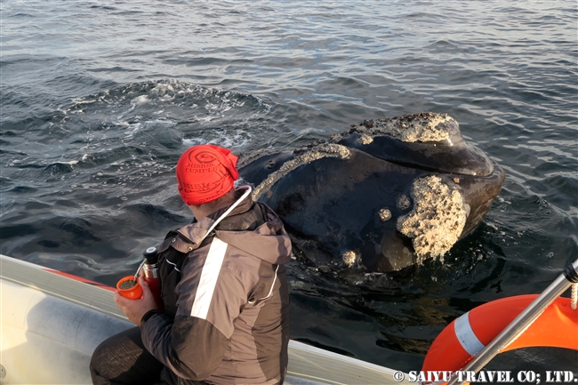 ミナミセミクジラ　夕方のバルデス半島　Southern right whale in sunset (3)