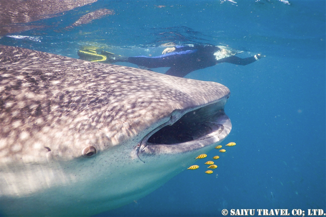 ジブチ　ジンベエザメ Djibouti Whale Shark Swim (103)