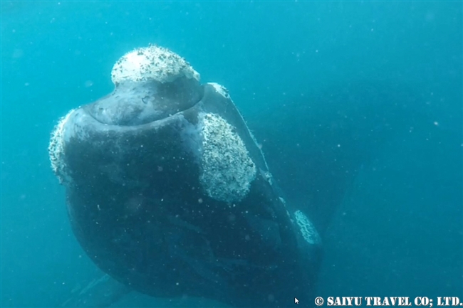 ミナミセミクジラ　バルデス半島 southern right whale(6)