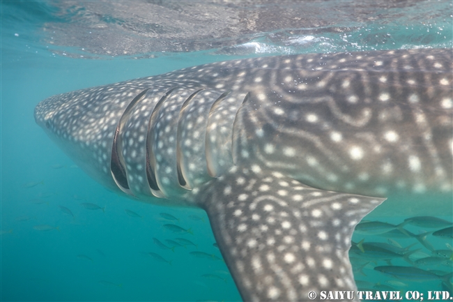ジブチ　ジンベエザメ Djibouti Whale Shark Swim (2)
