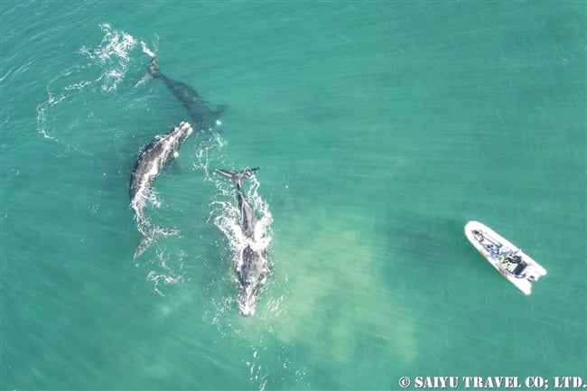 ミナミセミクジラ　メイティンググループ　バルデス半島 Southern right whale mating group (1)