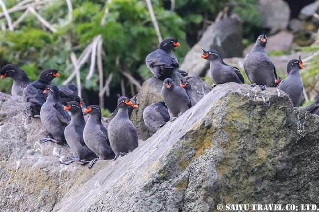 エトロフウミスズメ Crested Auklet 千島列島　Kuril Islands (7)