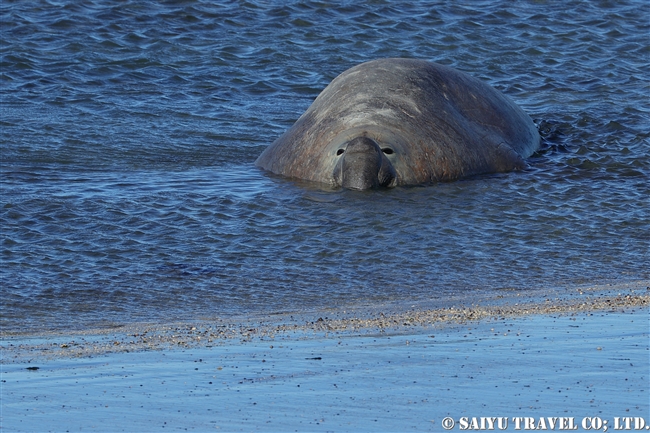 ミナミゾウアザラシ　プンタデルガダ　バルデス半島 Southern Elephant Seal (2)
