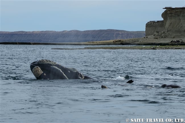 ミナミセミクジラとオタリア　southern right whale & South America sea lion (6)