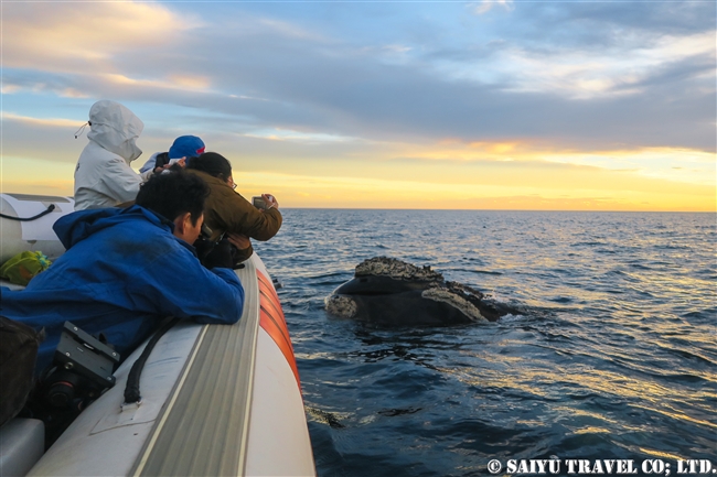 ミナミセミクジラ　夕方のバルデス半島　Southern right whale in sunset (6)