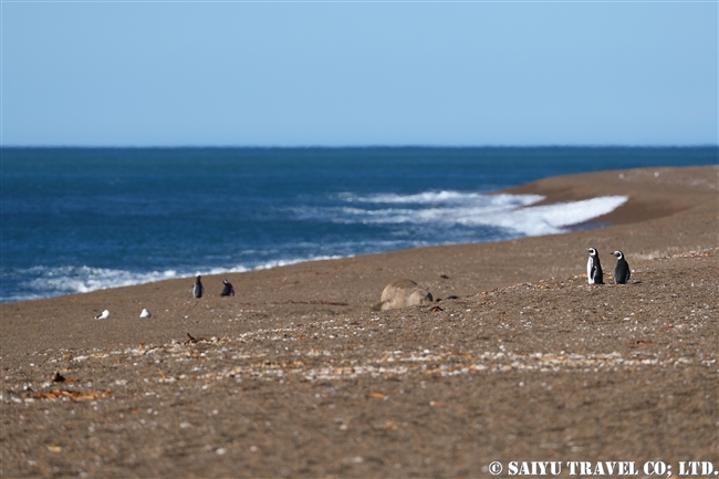 マゼランペンギン Magellanic Penguin バルデス半島上陸 (1)