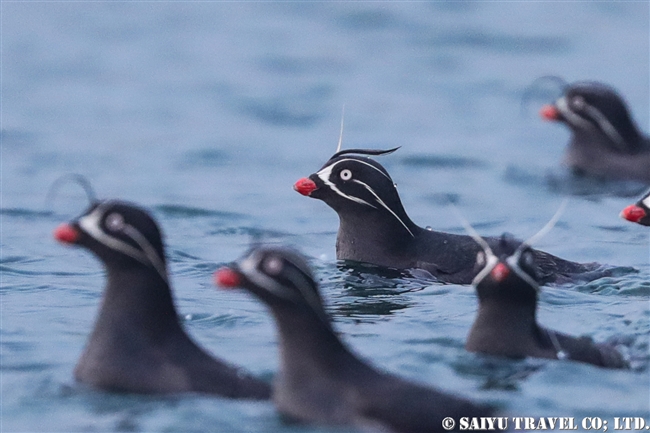 シラヒゲウミスズメ Whiskered Auklet (8)