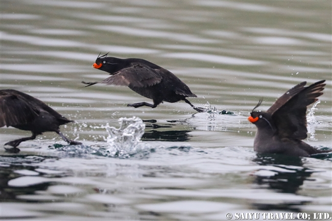 エトロフウミスズメ Crested Auklet 千島列島　Kuril Islands (5)