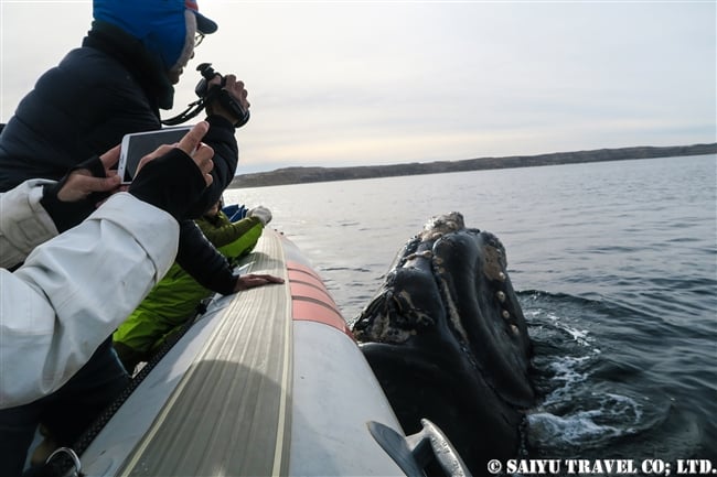 ミナミセミクジラ　夕方のバルデス半島　Southern right whale in sunset (1)